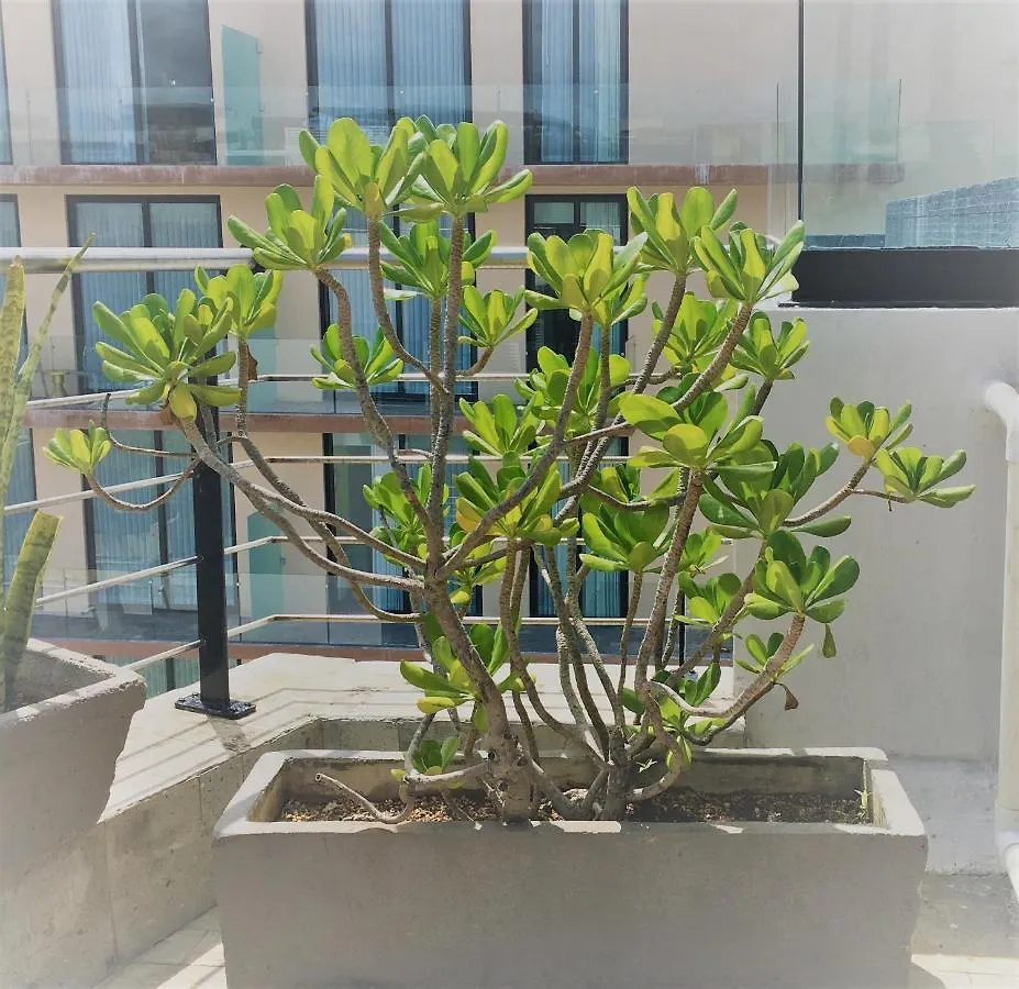 SOLÉ Suites by GuruHotel Playa del Carmen 2*,  México